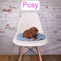 Posey - Red female Cavapoo puppy in Calhoun, Georgia from Happy Top Doodles