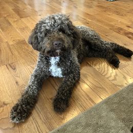 Hershey - Lagotto Romagnolo