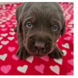 Pink Girl - Chocolate female Labrador Retriever puppy in Elk Grove, California from Labrador Trails