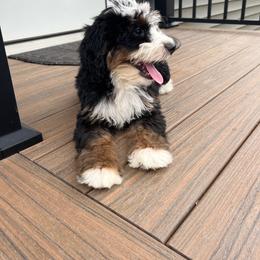 Zoey - Tri-color female Bernedoodle puppy in Holtwood, Pennsylvania from Country Ridge Puppies