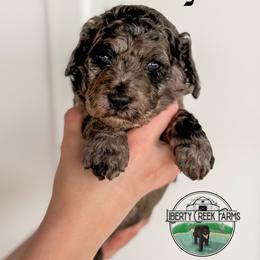 Westley - Merle male Goldendoodle puppy in Ocoee, Tennessee from Liberty Creek Farms