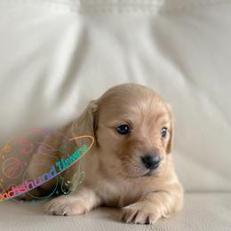 Sunflower - Cream female Dachshund puppy in Peyton, Colorado from Dachshund Universe