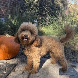 Poodle All Grown Up from Pepper Potts Puppies