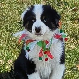 Skip - Black tri-color male Australian Shepherd puppy in Falcon, Missouri from Edge Farm LLC