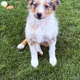 Miniature American Shepherd and Miniature Australian Shepherd Puppies from ShawnMarie Davis