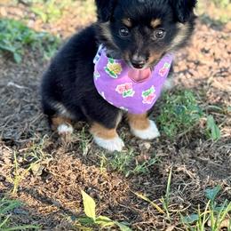 Jazzy - Black tri female Toy Australian Shepherd puppy in Puryear, Tennessee from A&W Toy Aussies