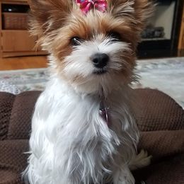 Yorkshire Terriers from Valentine's Tiny Yorkies