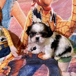 Pomeranian and Shih Tzu Puppies from Laik’s Little Shihtz & Poms