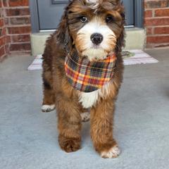 Pumpkin Pie - Sable male Bernedoodle puppy in Syracuse, Utah from Island View Poodles & Doodles