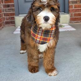 Pumpkin Pie - Sable male Bernedoodle puppy in Syracuse, Utah from Island View Poodles & Doodles