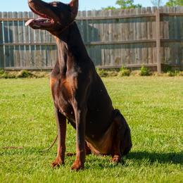 Roxy - Red and rust female Doberman Pinscher puppy in Aplington, Iowa from Royal Dynasty Dobermann Kennel