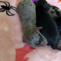 Girl 2 - Dapple female Dachshund puppy in Mayfield, Kentucky from H&C’s Dachshunds and Retrievers