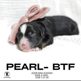 Black Tri Female - Black tri female Miniature Australian Shepherd puppy in Nacogdoches, Texas from TK Standard, Mini, & Toy Aussies