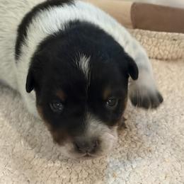 KF4 - Blue speckled female Australian Cattle Dog puppy in Libby, Montana from RnB Cattle Dogs LLC