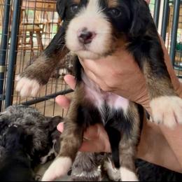 Ultra Maple - Tri-color male Bernedoodle puppy in Campbellsville, Kentucky from Blue Belle Hills Bernedoodles