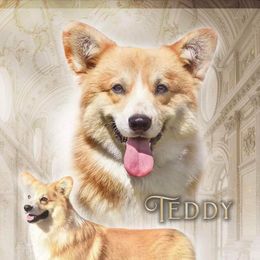 Teddy - Pembroke Welsh Corgi