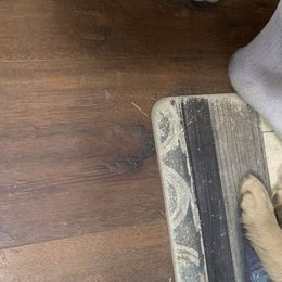 Goldendoodle and Golden Retriever Puppies from Mason Farm Goldens