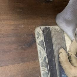 Goldendoodle and Golden Retriever Puppies from Mason Farm Goldens
