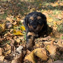 Sally - Tri-color female Bernedoodle puppy in Lancaster, Missouri from Cavapoo Acres
