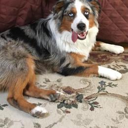 Miniature American Shepherd All Grown Up from Amulet Charm