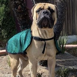 Bullmastiffs from Kristin's Bullmastiffs