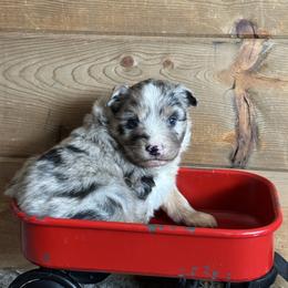 BMF - Blue merle female Australian Shepherd puppy in Lexington, Nebraska from Osborne's Aussies