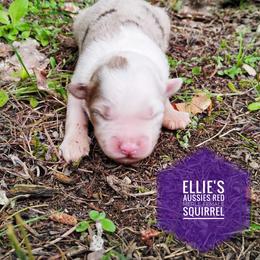 Squirrel - Red merle female Miniature Australian Shepherd puppy in Kettle Falls, Washington from Ellie's Miniature Australian Shepherds