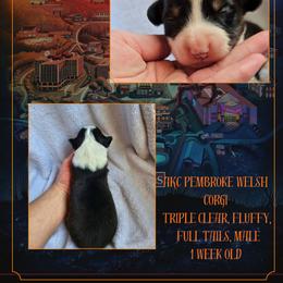 Hopper - Black and white male American Corgi puppy in Mansfield, Ohio from Moonrise corgis