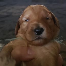 Goldendoodles from Gray’s Doodles