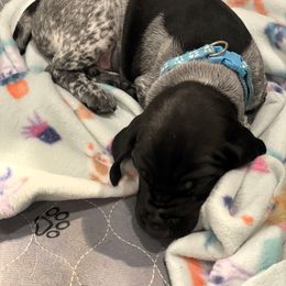 German Shorthaired Pointer Puppies from MaggieMae Andersen