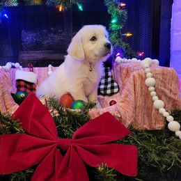 Miss Yellow - Light golden Golden Retriever puppy in Conroe, Texas from Golden Keys Kennels