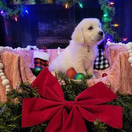 Miss Yellow - Light golden Golden Retriever puppy in Conroe, Texas from Golden Keys Kennels