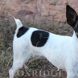 Toy Fox Terriers from Foxridge Farms