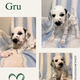 Gru - White and black male Dalmatian puppy in Chehalis, Washington from Dalmatian Vacation