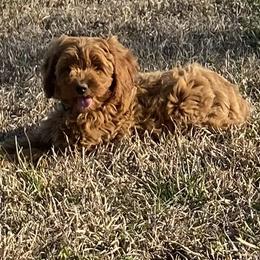 Girl 6 red collar - female Goldendoodle puppy in Wesson, Mississippi from Southern Country Doodles