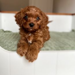 Cavapoo Puppies from Cutiepie Cavapoos