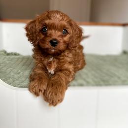 Cavapoo Puppies from Cutiepie Cavapoos