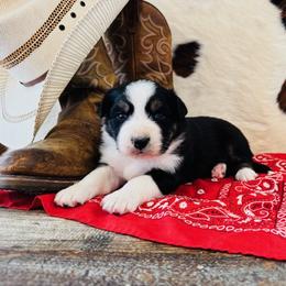 DAISY - Black tri-color female Australian Shepherd puppy in Durand, Wisconsin from Larson’s Legacy Aussome Aussie Kennels