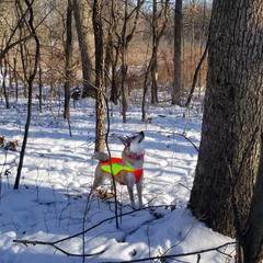 West Siberian Laikas from Campfire WSL