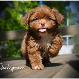 Shakespeare - Red male Shih Tzu puppy in Warren, Michigan from Danielle's Yorkie Babies
