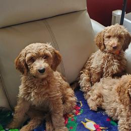 Goldendoodle Puppies from Dream Lake Doodles