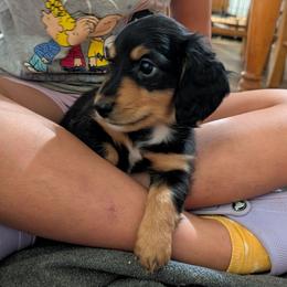 Chewi - Black and tan male Dachshund puppy in Spring Hope, North Carolina from Hogan’s Lowrider Hounds