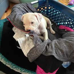 American Bulldog Puppies from Slayton's American Bulldogs