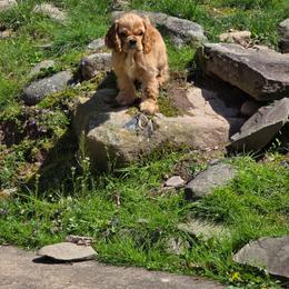 Small Fry - Red female Cocker Spaniel puppy in Mountain Top, Pennsylvania from ChristMos Cockers
