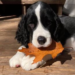 English Springer Spaniel Puppies from RedDoor English Springer Spaniels