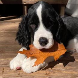 English Springer Spaniel Puppies from RedDoor English Springer Spaniels