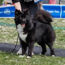 Ford - Nenets Herding Laika