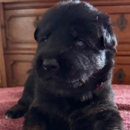 Red boy - Black and tan male German Shepherd puppy in Sumerduck, Virginia from He Reigns
