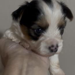 Eli - Parti male Yorkshire Terrier puppy in Wagoner, Oklahoma from Rosenthal Yorkies