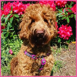 Poppy - Australian Labradoodle